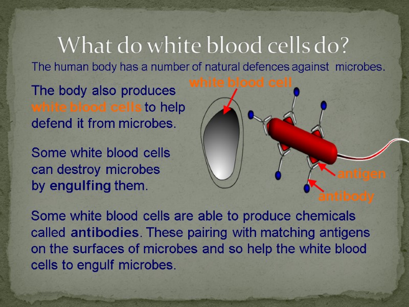 What do white blood cells do?  The human body has a number of